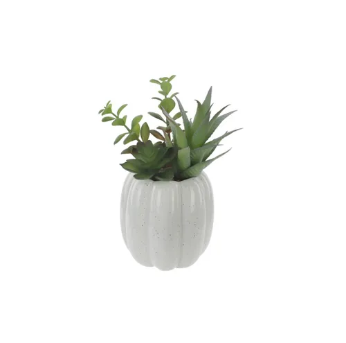 Succulent in white pot