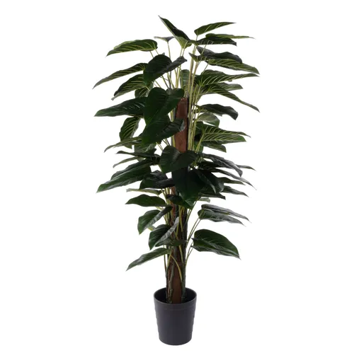 Philodendron UV - Plant