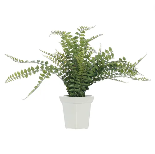 Fern plant in white pot