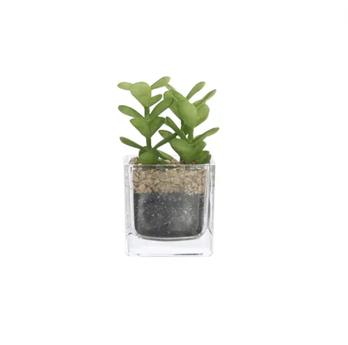 Succulent in brown pebble square pots