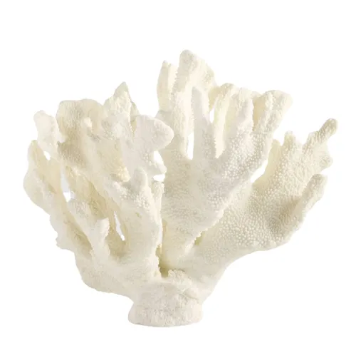 White Staghorn Coral