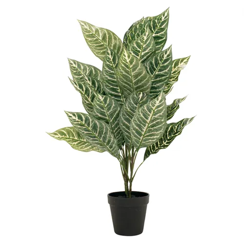 Potted dieffenbachia plant 68cm