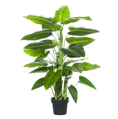 Evergreen Plant