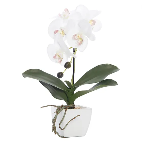 Orchid white potted mini