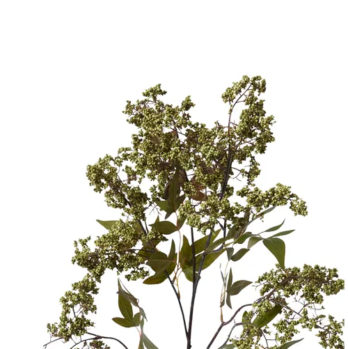 Green Pepper Berry Spray