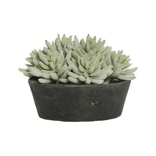 Succulent in black pot