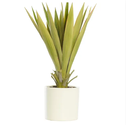 Agave plant in white cylinder pot