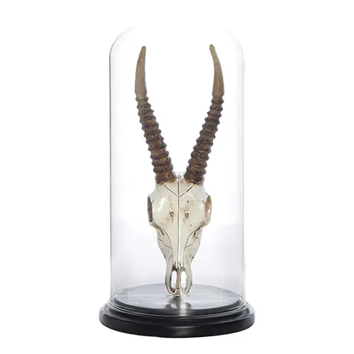 Skull resin impala in cloche