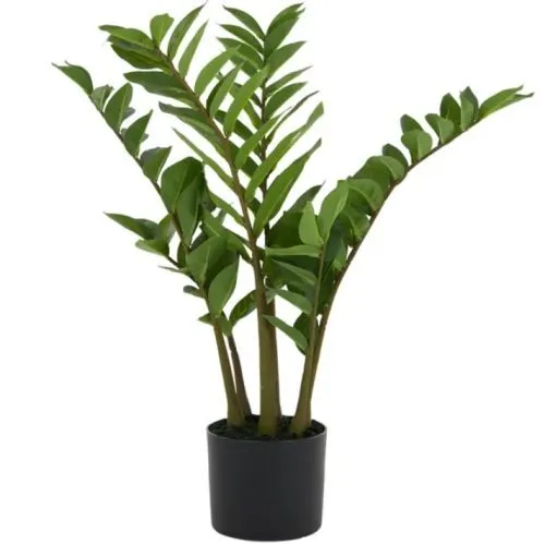 Zamiifolia Real Touch 75cm w Pot 15x13cm