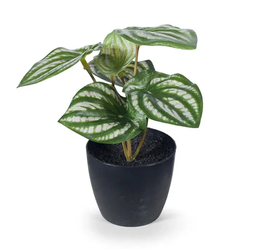 Peperomia Watermelon Plant