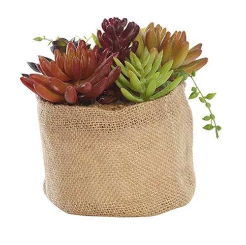 Succulent in hessian pot round