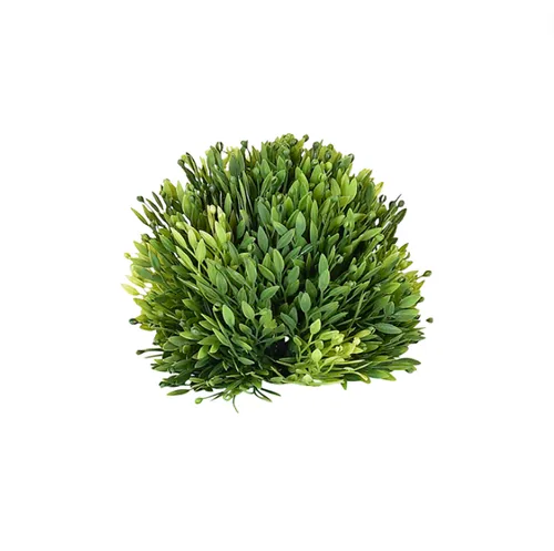 Buxus Ball Small