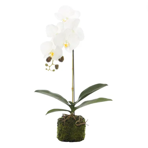 Orchid white single