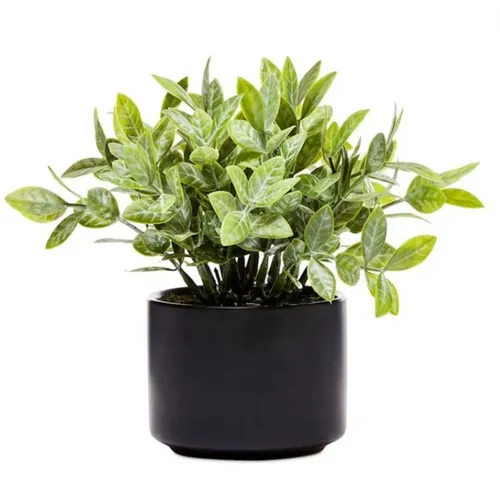 Tiny green potted plant