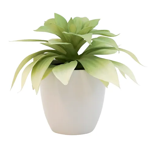 Light green plant in white pot small