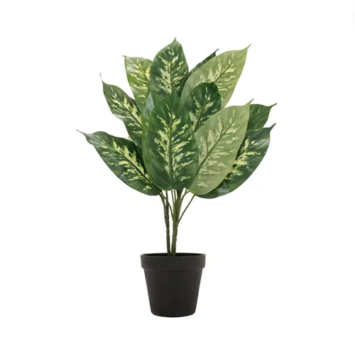 Potted dieffenbachia plant 56cm