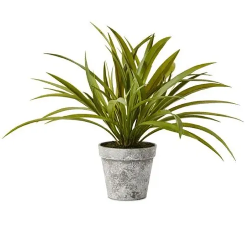Yucca Spider Plant 33cm