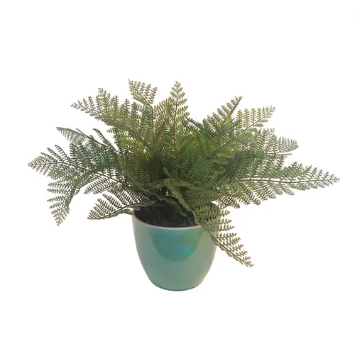 Fern plant in green ceramic pot