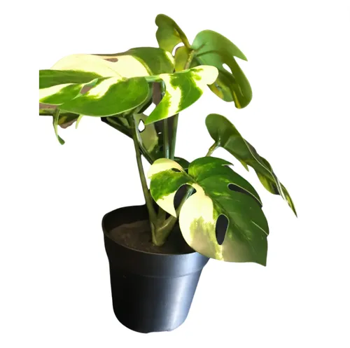Monsteria Albo Plant
