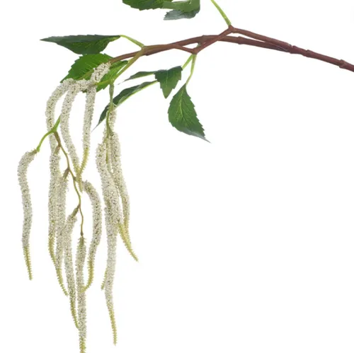 Amaranthus white
