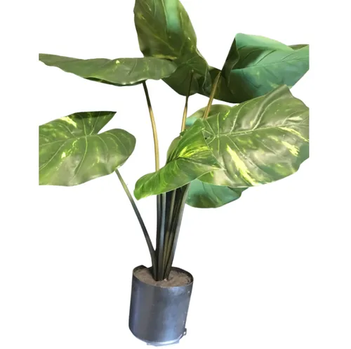 Yellow Patch Leaf Plant