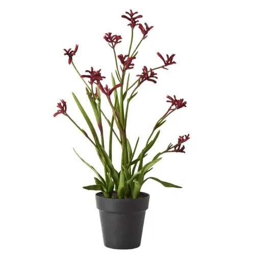 Kangaroo paw plant