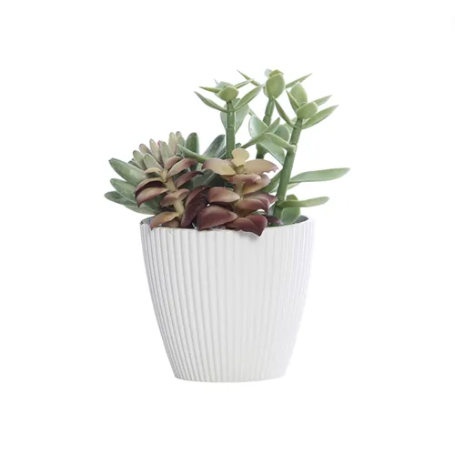 Succulent in wht cup