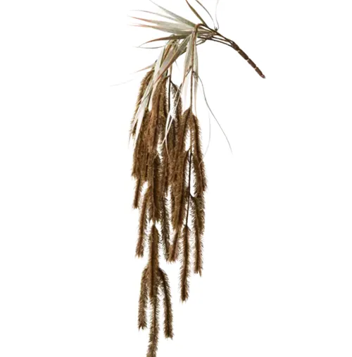 Pampas grass hanging bush