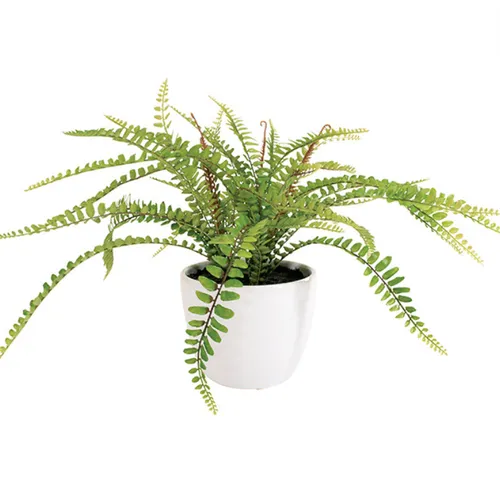 Narrow Leaf Fern In White Pot
