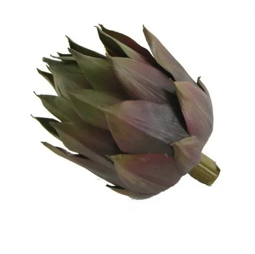 Artichoke Purple