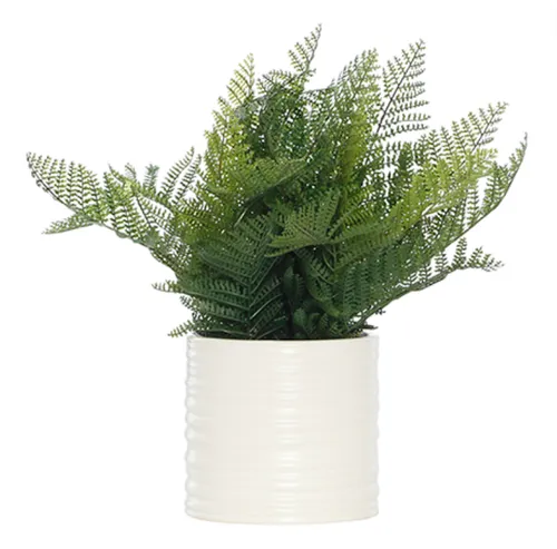 Fern plant in white ribbed pot