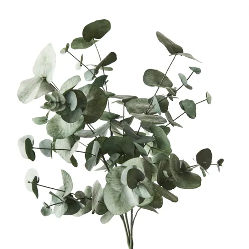 Eucalyptus silver dollar bush