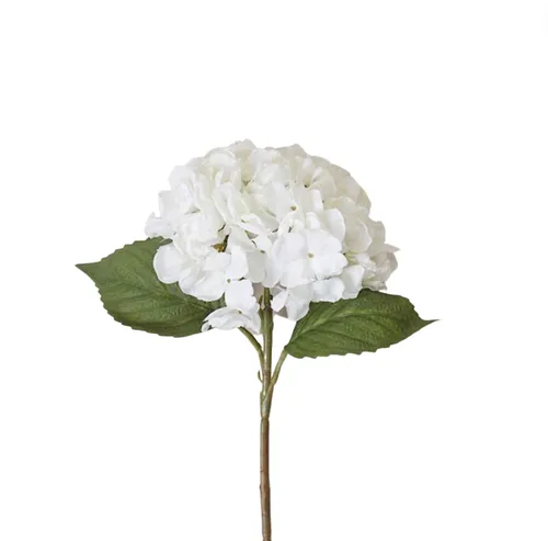 Hydrangea Cream 