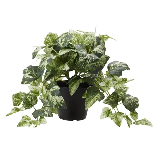 Green / White spec plant in pot