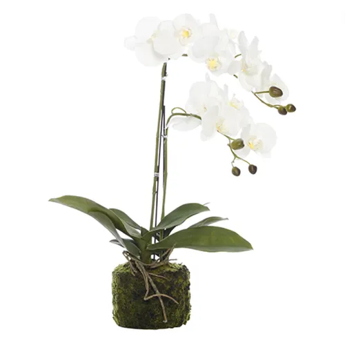 Orchid white double