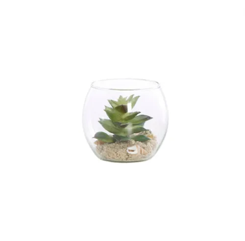 Succulent in glass bowl