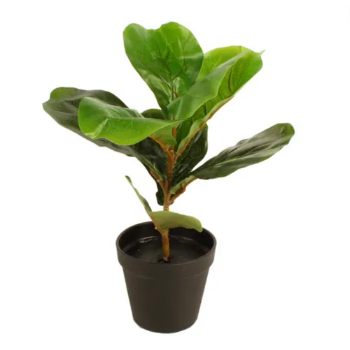 Fiddle Leaf Plant Small 33cm