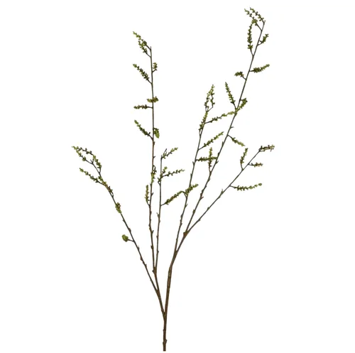 Stachyurus Leaf Spray