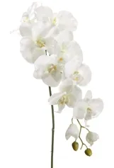 White Orchid Stems 