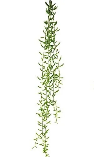 Artificial Hanging Succulents- String of Banana