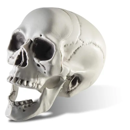 Plastic Halloween Skull 