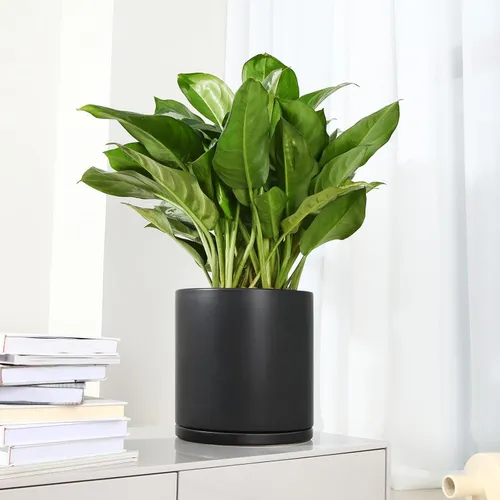 10-inch Matte Black Ceramic Flower Pot