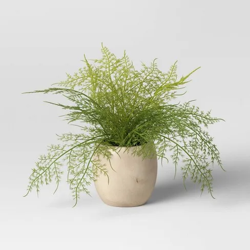 Small Asparagus Fern