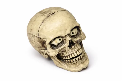 Skeleton Head Medical Skull