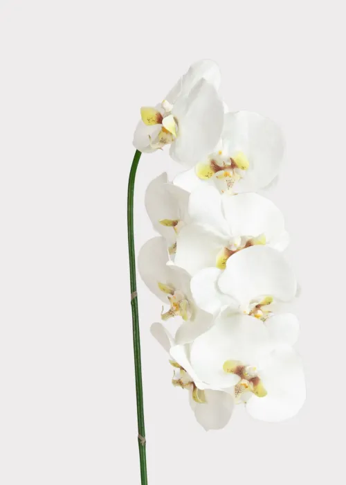 White Orchid Stems - Set of 2