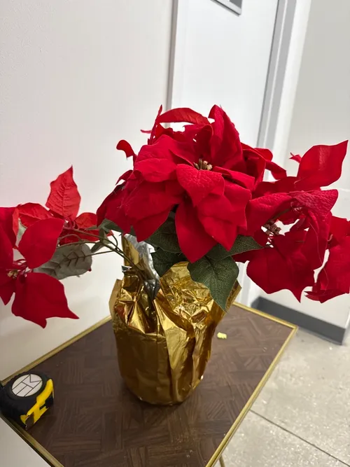 Potted Poinsettias