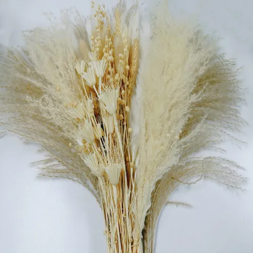 Beige Dried Pampas Grass