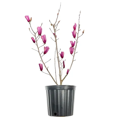 Artificial Purple Magnolia Liliiflora Stems