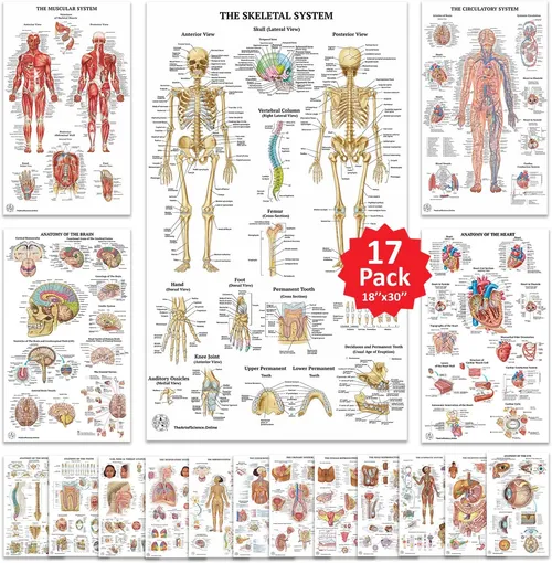 Human Anatomy Posters - Set of 17