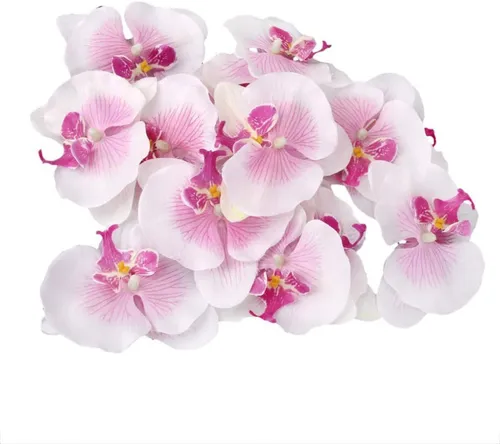 Dried Orchid Flower Heads